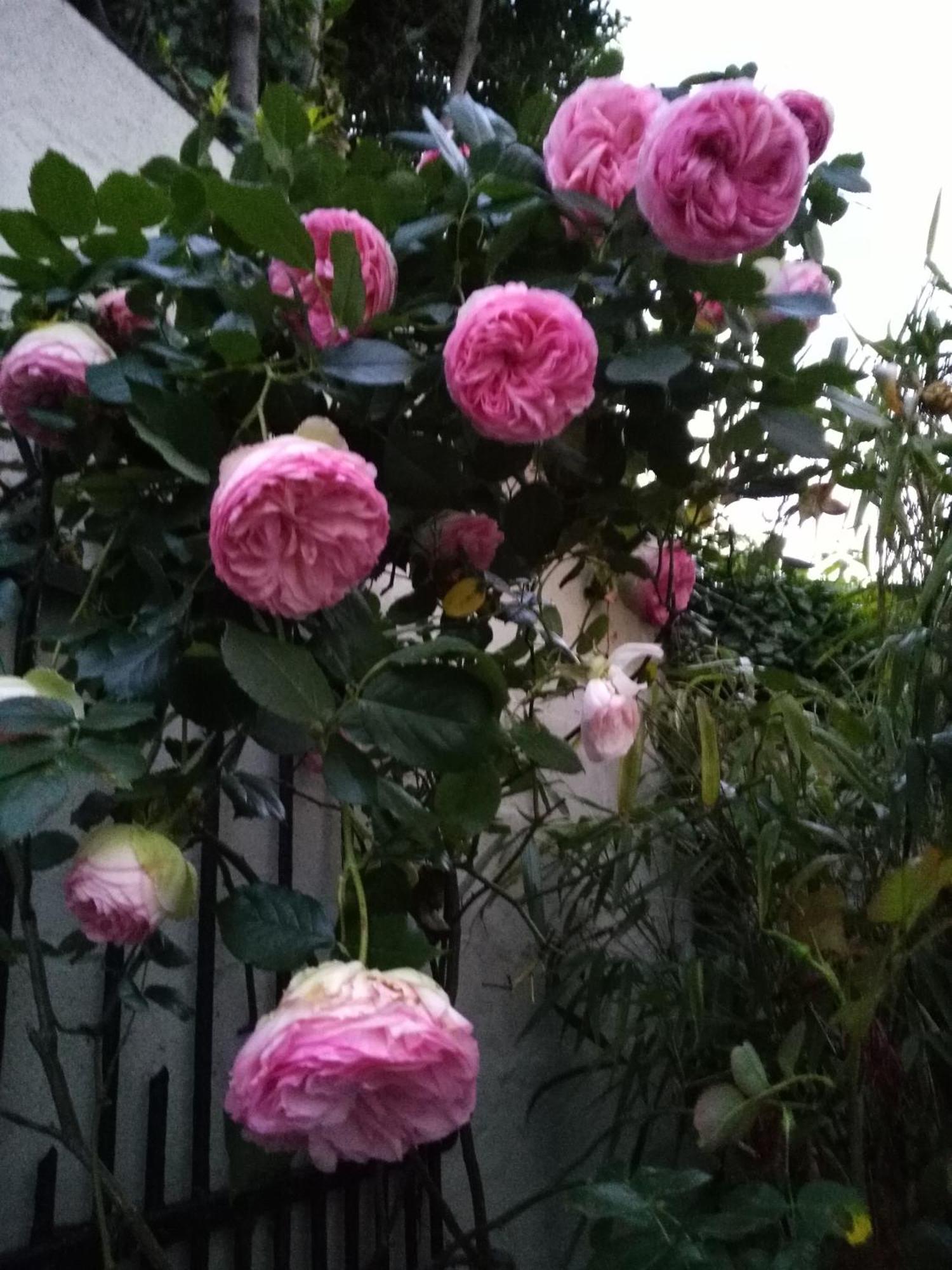 Maison Des Peupliers 邦迪 外观 照片